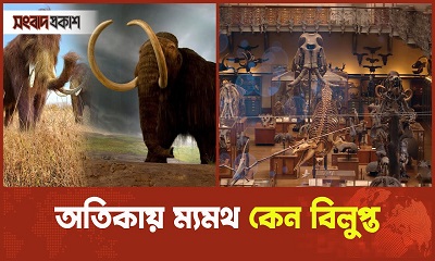 কীভাবে বিলুপ্ত হলো অতিকায় ম্যমথ?