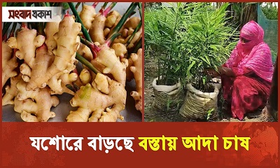 যশোরে বাড়ছে বস্তায় আদা চাষ