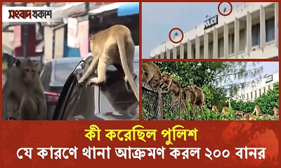 কী করেছিল পুলিশ, যে কারণে থানা আক্রমণ করল ২০০ বানর