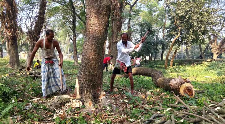 বৃক্ষনিধনে ঐতিহ্য হারাচ্ছে বাকৃবি