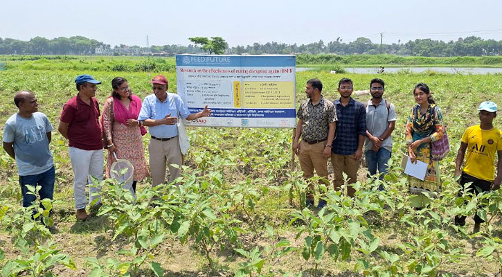 বেগুন চা‌ষে রাসায়‌নিক নির্ভরতা কমা‌বে ‘মেটিং ডিসরাপশন’