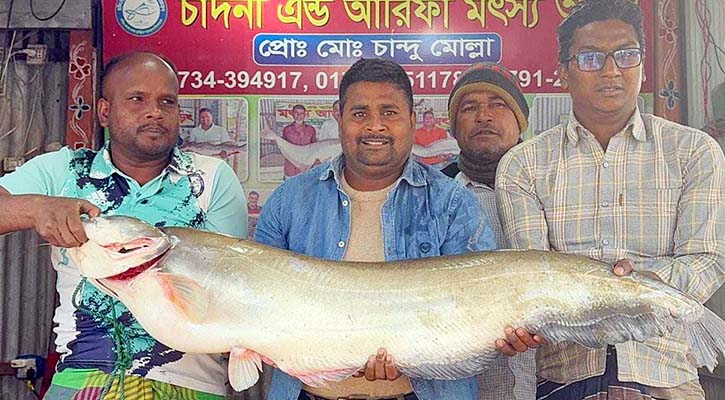 বড়শিতে ধরা এক বোয়াল বিক্রি হলো অর্ধলাখ টাকায়