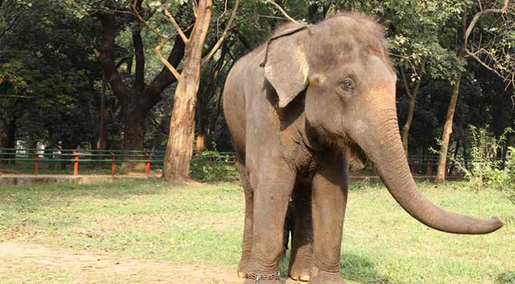 মিরপুর চিড়িয়াখানায় হাতির আক্রমণে কিশোরের মৃত্যু