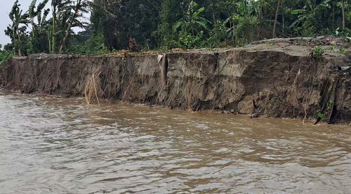 পদ্মার ভাঙন ঝুঁকিতে স্কুলসহ ৩০০ বসতবাড়ি