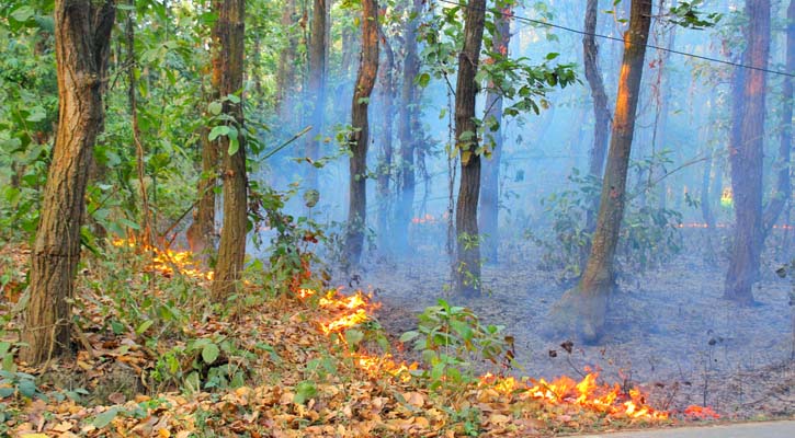 দুর্বৃত্তদের আগুনে পুড়ছে শাল-গজারি বন