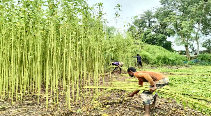 শার্শায় পাট চাষে আগ্রহ বাড়ছে কৃষকদের