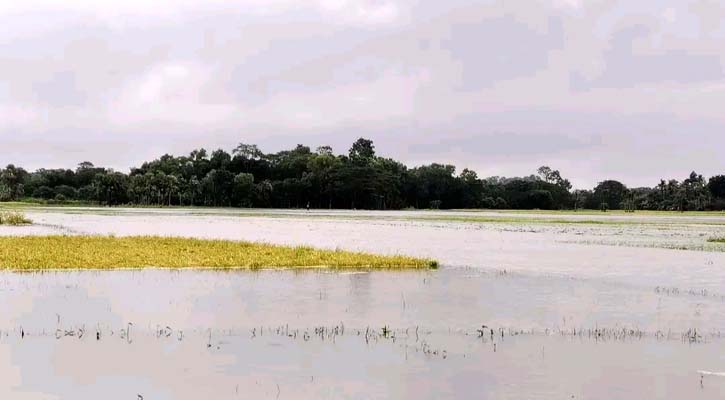 বৃষ্টির পানিতে তলিয়ে গেছে কৃষকের স্বপ্ন