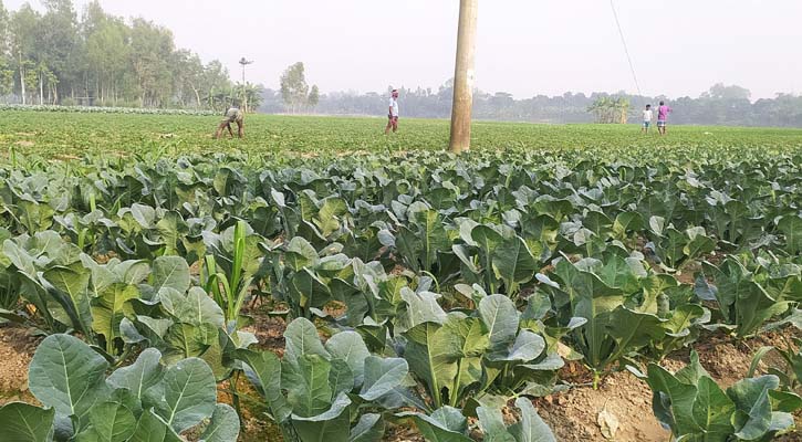 গ্রীষ্মে মার খেয়ে শীতের সবজিতে লাভ তুলছেন চাষিরা