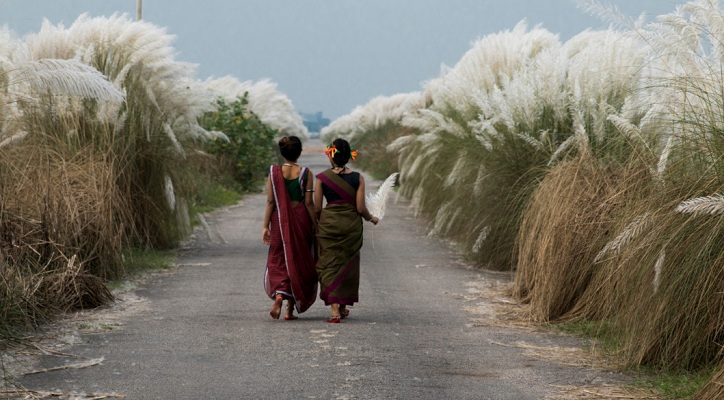 কাশফুল, আর স্নিগ্ধ বিকেল