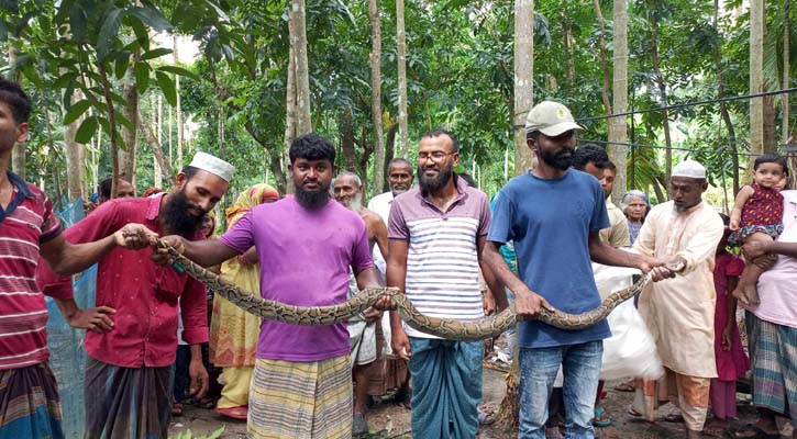 মানুষ দেখে ফোঁস ফোঁস শব্দ করছিল অজগরটি, অতঃপর…