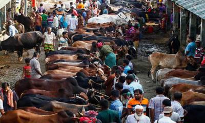 পশুর হাটে জাল নোট শনাক্তের সেবা নিতে যা করতে হবে