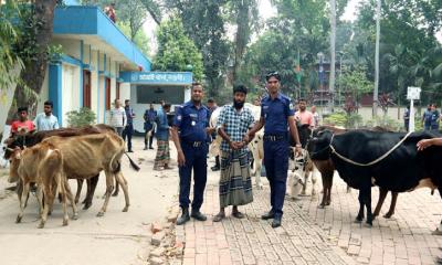 বিএনপি নেতার বাড়ি থেকে ১৩টি চোরাই গরু উদ্ধার