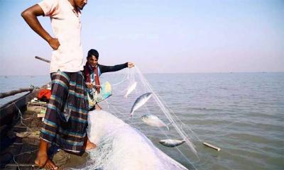 ২২ দিনের জন্য ইলিশ ধরা নিষিদ্ধ হচ্ছে