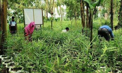 যশোরে বাড়ছে বস্তায় আদা চাষ