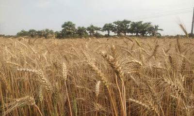 নওগাঁয় বেড়েছে গমের আবাদ