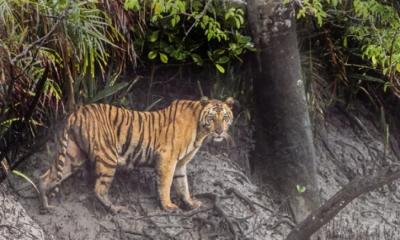 সঙ্গীর খোঁজে ৩ বছরে ২০০ কিলোমিটার পাড়ি দিল বাঘ