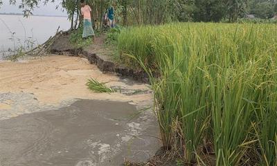 তিস্তায় ভাঙ্গন, নদীগর্ভে বিলীন বসতভিটা-ফসলি জমি