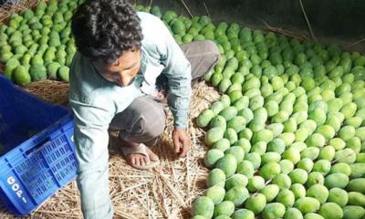 রাজশাহী থেকে আম গেল ইউরোপে