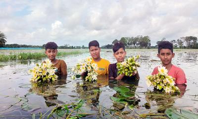 বিলের শাপলা তুলতে ব্যস্ত শিশুরা