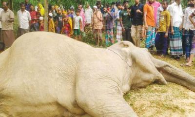 সীমান্তে বন্যহাতির মৃত্যু, জেনারেটরসহ কৃষক আটক