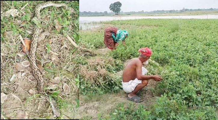 মাঠে ধুপ, ধোঁয়া দিয়ে রাসেলস ভাইপার তাড়ানোর পরামর্শ