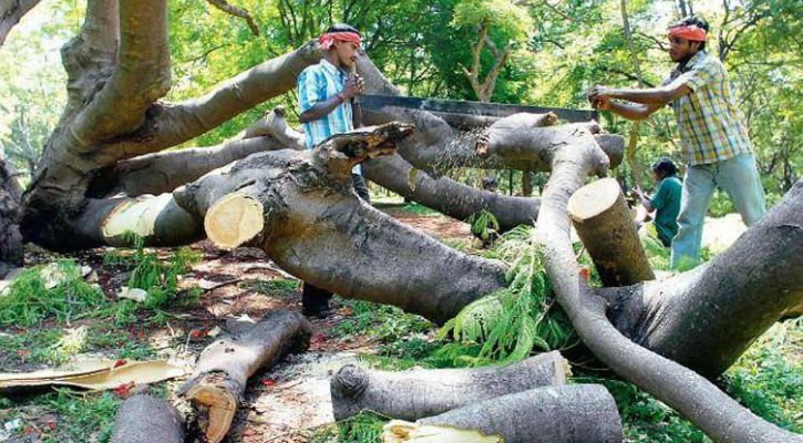 গাছ কাটা ও রোপণে নীতিমালা করতে হাইকোর্টের রুল