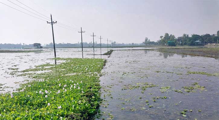 ২ হাজার একর জমিতে জলাবদ্ধতা, বোরো আবাদে অনিশ্চয়তা