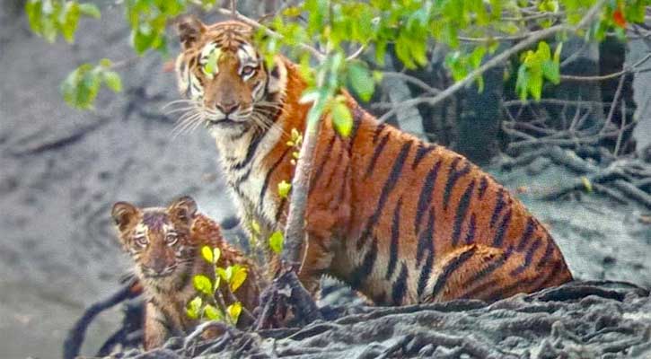 সুন্দরবনে কতটি বাঘ বেড়েছে, জানালেন পরিবেশ উপদেষ্টা