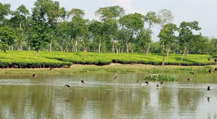 অতিথি পাখিদের খুনসুটি ও কলকাকলিতে মুখরিত শ্রীমঙ্গল