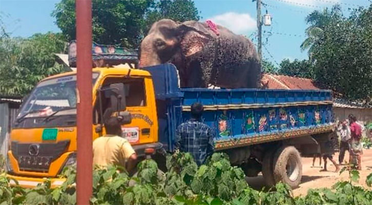 নির্মম নির্যাতনের শিকার হাতিটি উদ্ধার করল বন বিভাগ