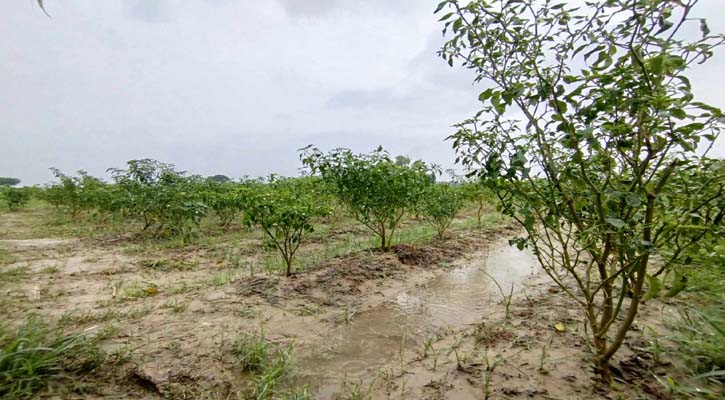 বৃষ্টিতে কৃষকের মাথায় হাত