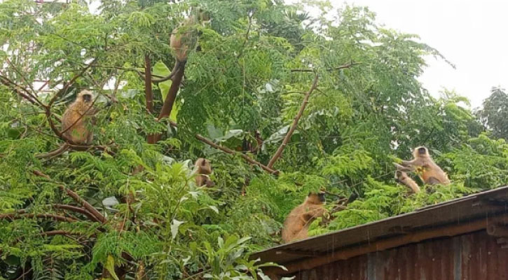 খাবারের সন্ধানে লোকালয়ে হনুমানের দল