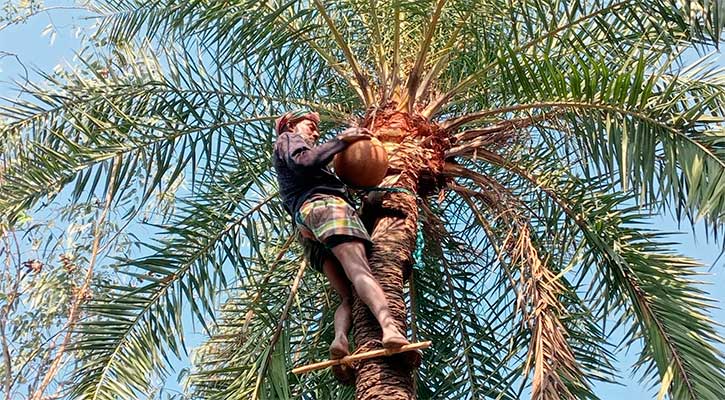 খেজুরের রস সংগ্রহে ব্যস্ত জয়পুরহাটের গাছিরা