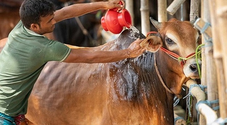 কোরবানির পর বর্জ্য পরিষ্কার যেভাবে করবেন