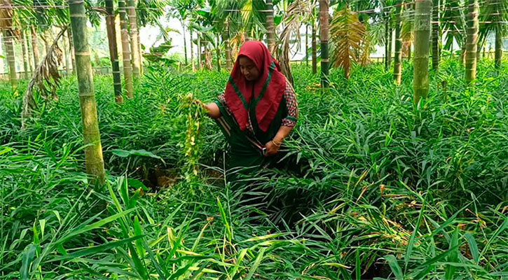 বস্তায় আদা চাষে সফল ময়না বেগম