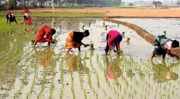 আমন ধান রোপণে ব্যস্ত সময় পার করছেন কৃষক