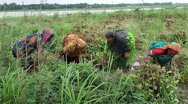 রাসেলস ভাইপার আতঙ্কে পদ্মার চরে শ্রমিক সংকট