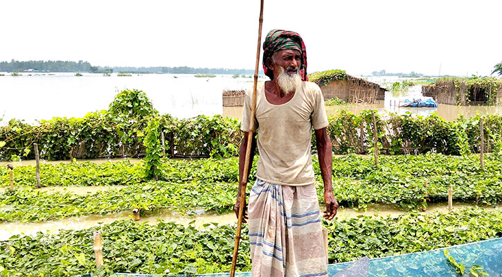 যমুনার পানিতে তলিয়ে গেছে ফসল, শঙ্কায় চাষিরা