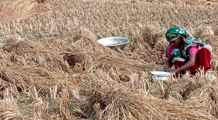 ইঁদুরের গর্তের ধানে হয় তাদের নবান্ন উৎসব