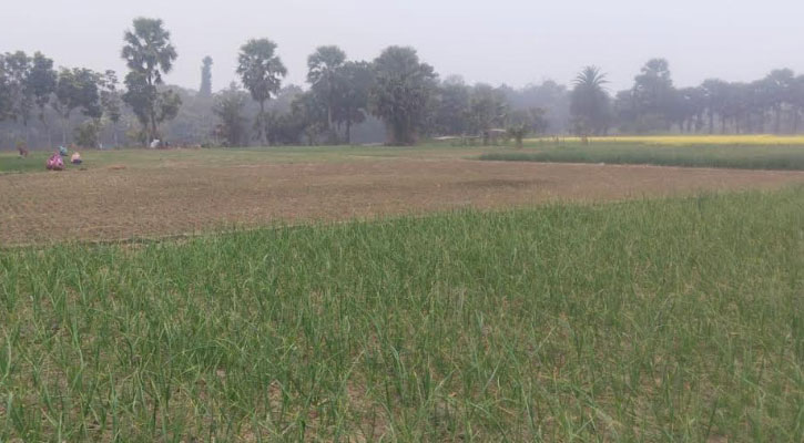 শীতে কাঁপছে ফরিদপুর, দেখা মিলছে না সূর্যের