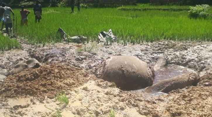 বৈদ্যুতিক শক দিয়ে হাতি হত্যা