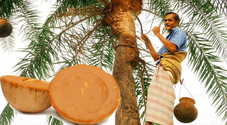 খেজুরের গুড় খেলে দূরে থাকবে রোগবালাই