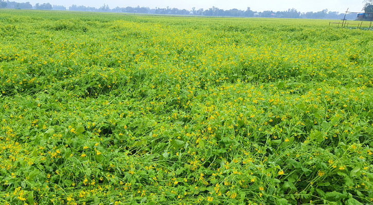 বৃষ্টিতে সরিষাক্ষেত নষ্ট হওয়ার আশঙ্কা