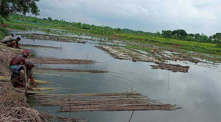 নাটোরে ভাড়া পুকুরে পাট জাগ