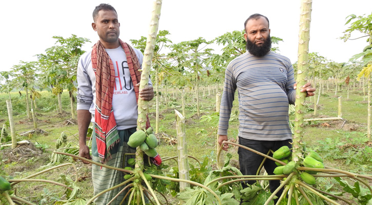 ৩৯০টি ধরন্ত পেঁপে গাছ কেটে বিনষ্ট