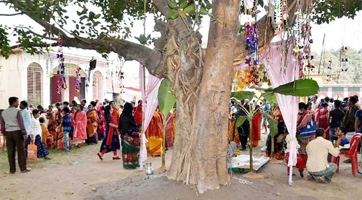 রাজশাহীতে মহা ধুমধামে বট-পাকুড়ের বিয়ে