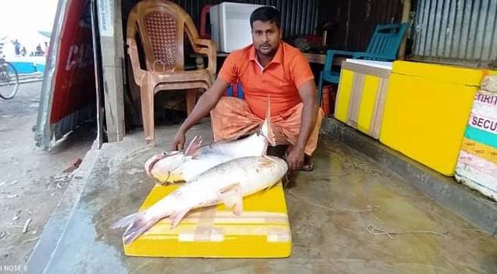 জালে ধরা পড়ল ১০ কেজির রুই ও ১১ কেজির পাঙ্গাস