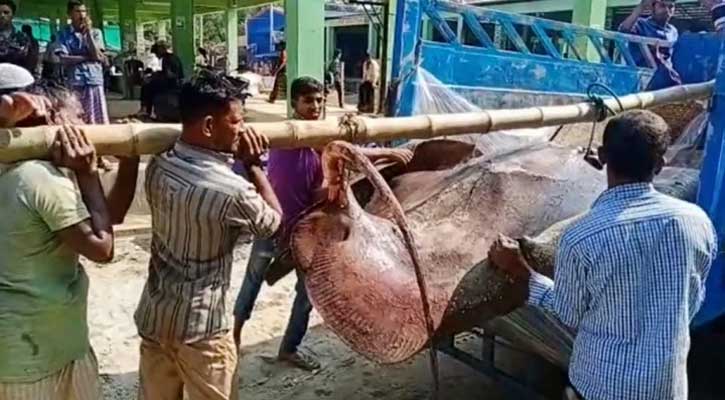 জেলের জালে ১০ মণ ওজনের শাপলা মাছ