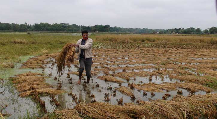 টানা বৃষ্টিতে সাতক্ষীরায় ফসলের ব্যাপক ক্ষতি