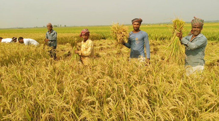 হাওরের ৯০ শতাংশ বোরো ধান কাটা শেষ